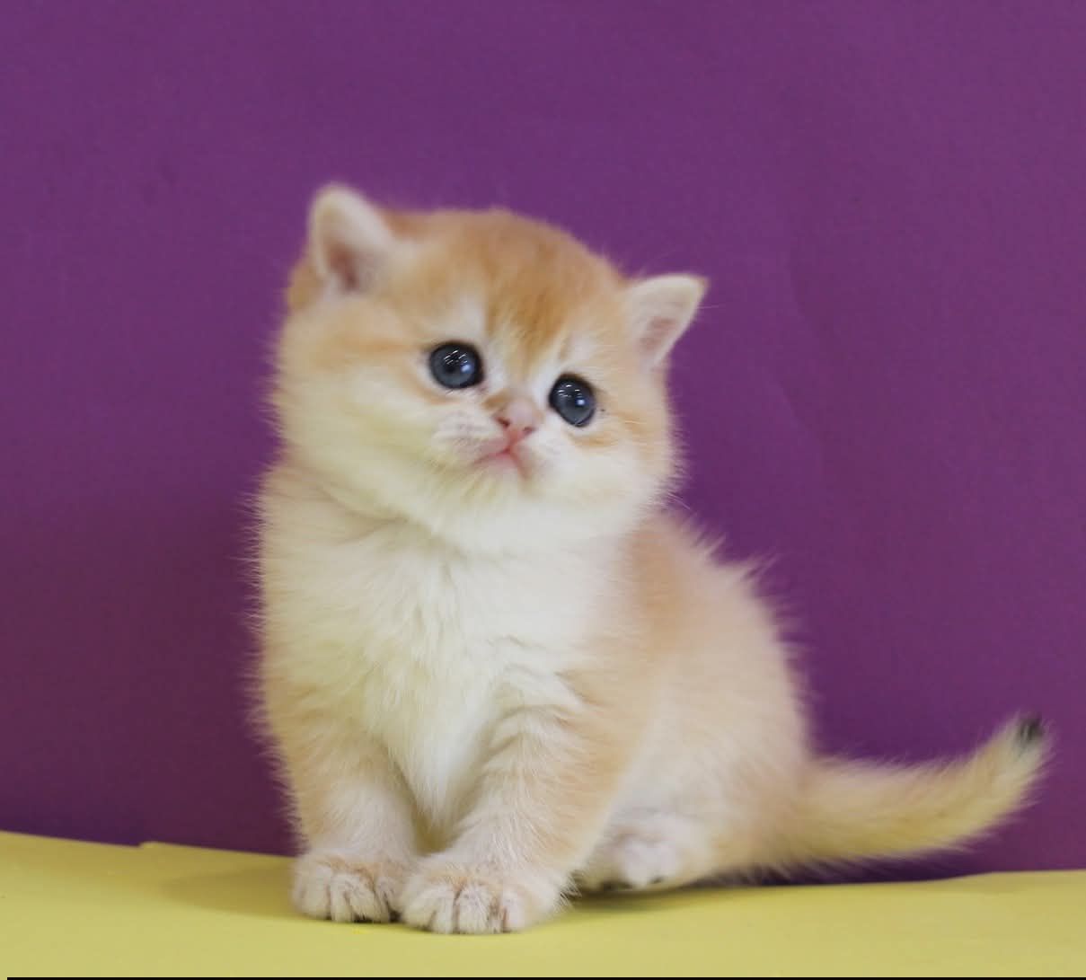 WhatsApp Image 2026-03-21 at 15.25.48 (1) scottish