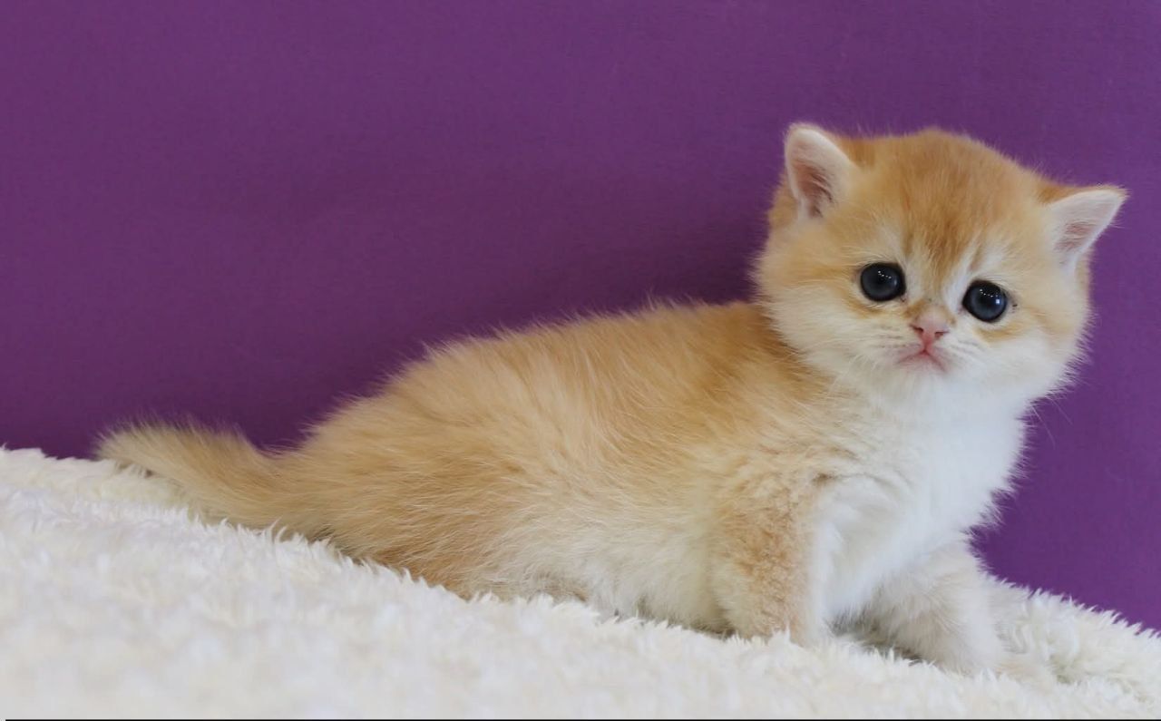 WhatsApp Image 2026-03-21 at 15.25.48 (2)