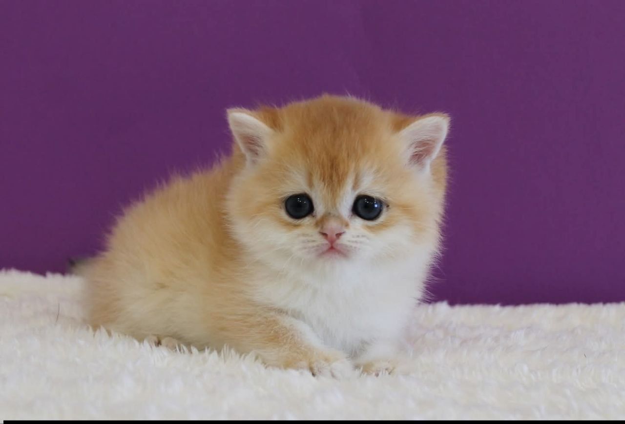 WhatsApp Image 2026-03-21 at 15.25.48