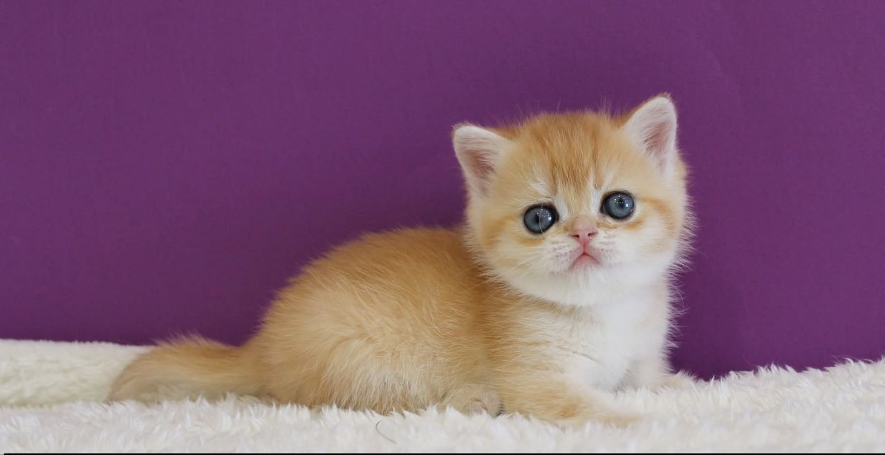 WhatsApp Image 2026-03-21 at 15.26.38