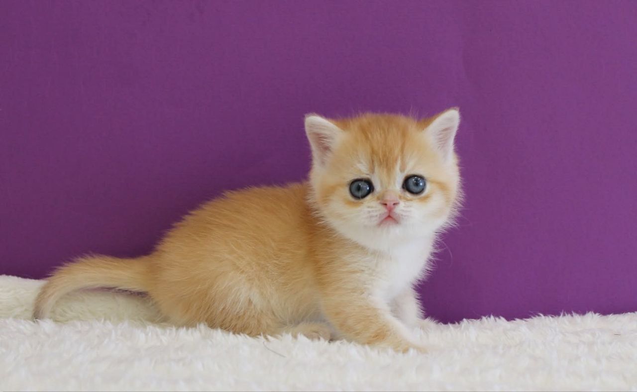 WhatsApp Image 2026-03-21 at 15.26.39