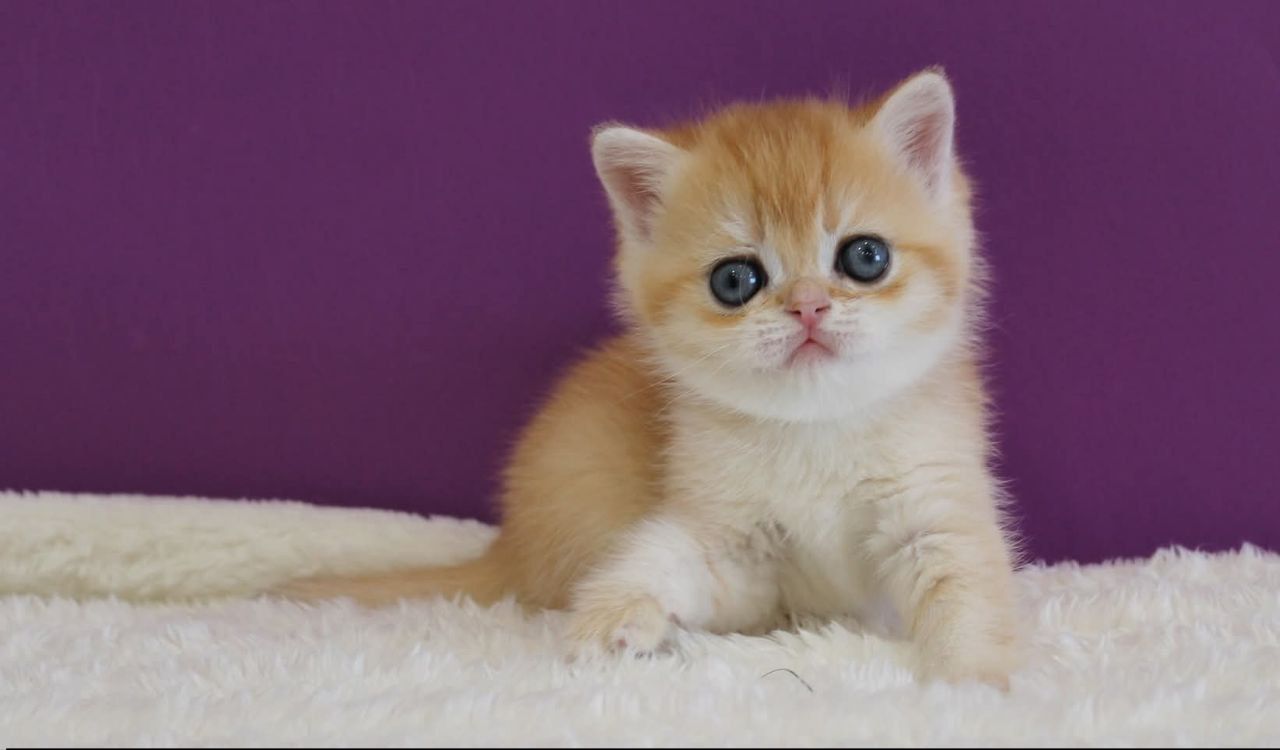 WhatsApp Image 2026-03-21 at 15.26.40 (2) scottish