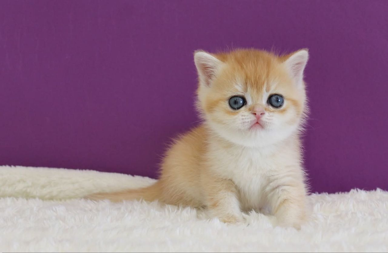 WhatsApp Image 2026-03-21 at 15.26.41