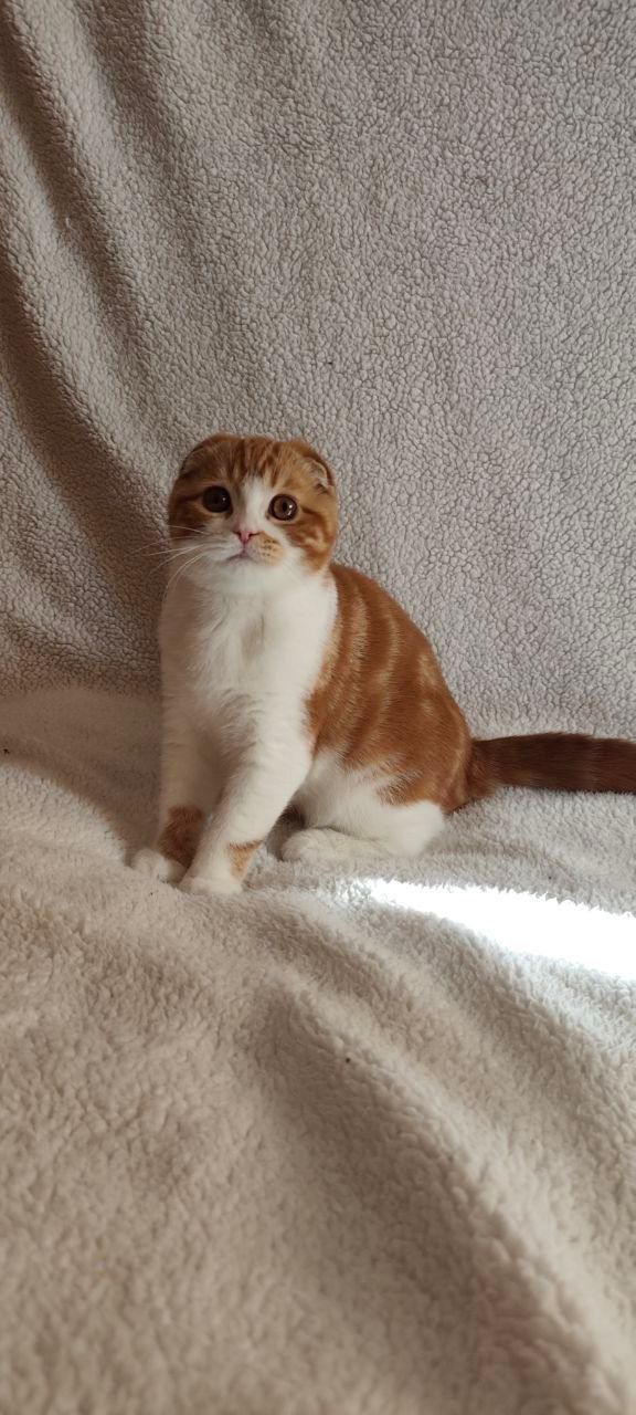 scottish fold