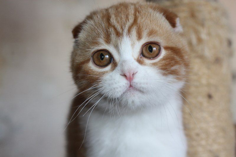 scottish fold