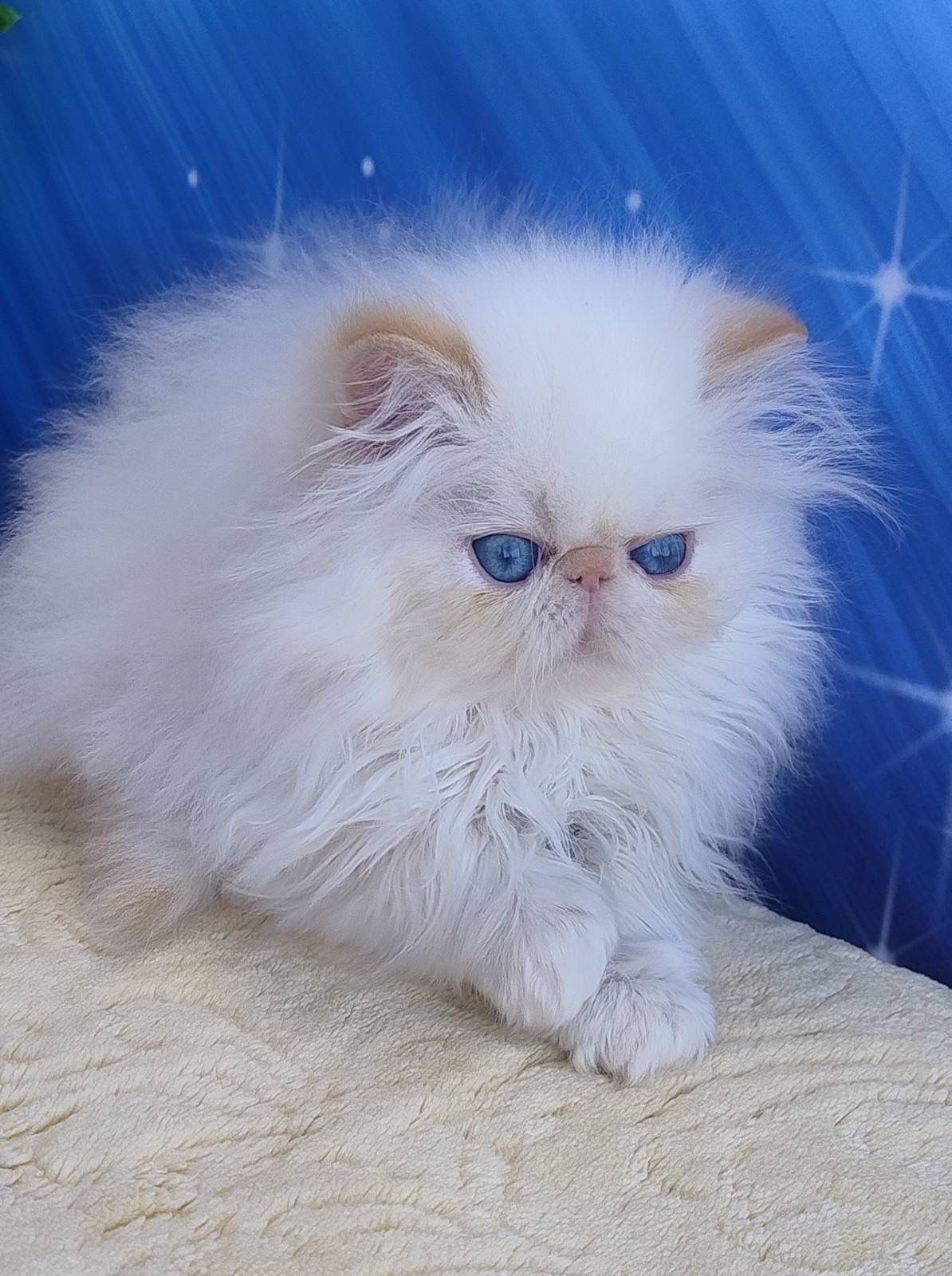 WhatsApp Image 2026-03-22 at 16.16.29