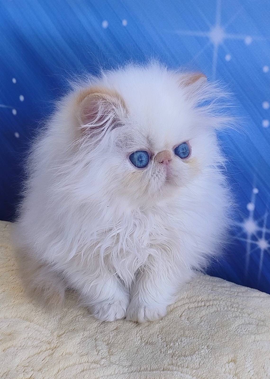 WhatsApp Image 2026-03-22 at 16.16.30