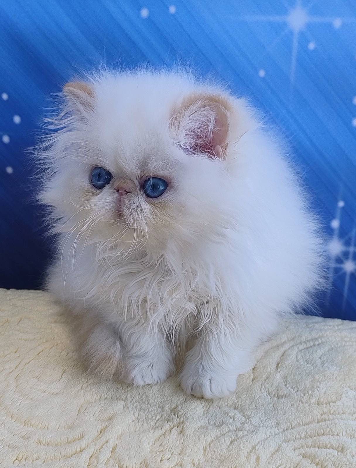 WhatsApp Image 2026-03-22 at 16.16.31