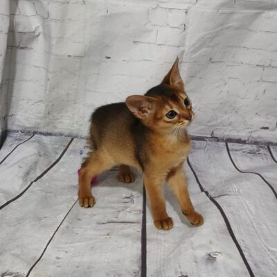 WhatsApp Image 2026-03-23 at 17.58.01 (6)