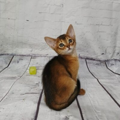 WhatsApp Image 2026-03-23 at 17.58.28 (1)