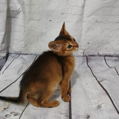 WhatsApp Image 2026-03-23 at 17.58.53 (8)