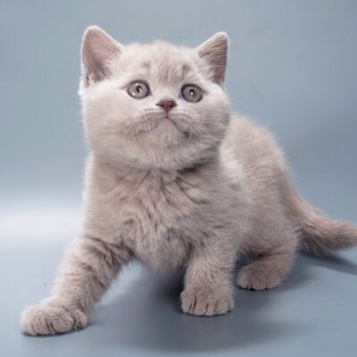 WhatsApp Image 2026-03-25 at 10.19.46 (3)