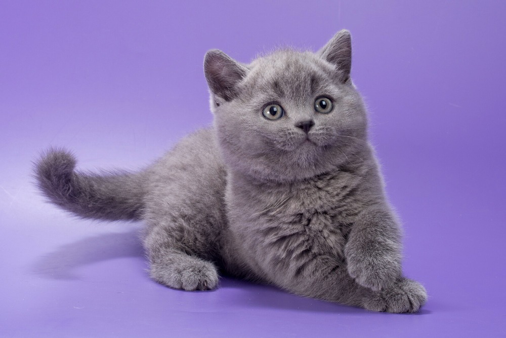 WhatsApp Image 2026-03-25 at 10.54.29 (3) british