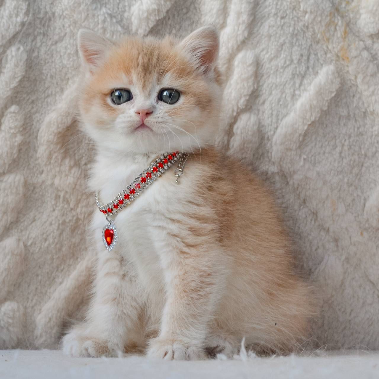 WhatsApp Image 2026-03-25 at 18.15.44 (2)