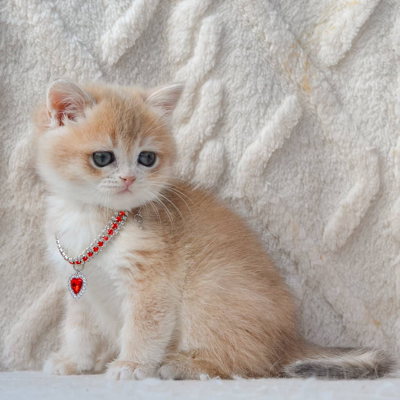 WhatsApp Image 2026-03-25 at 18.15.44