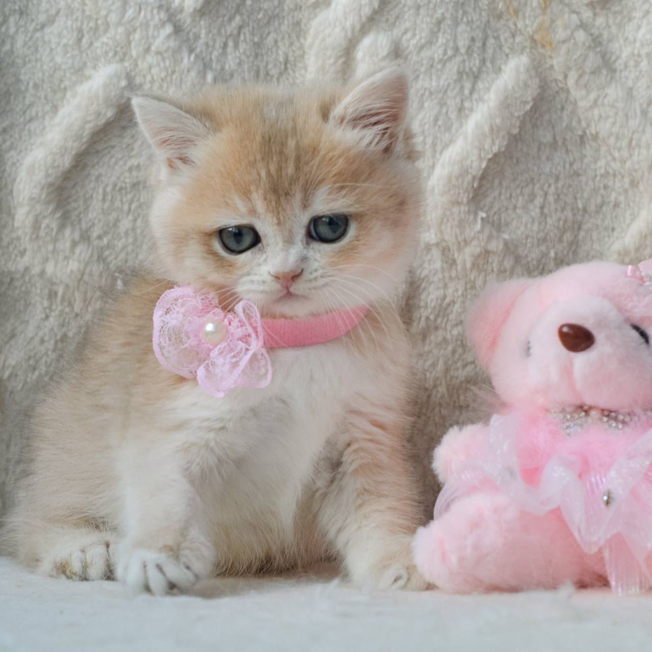 WhatsApp Image 2026-03-25 at 18.15.46 (1)