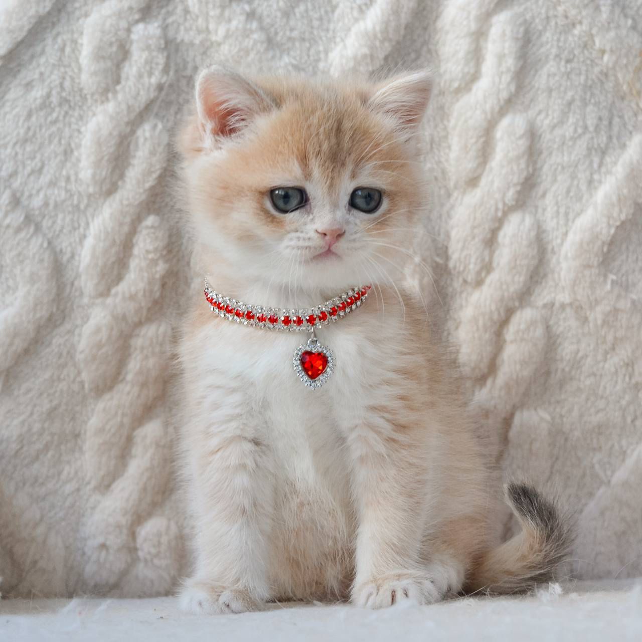 WhatsApp Image 2026-03-25 at 18.15.46