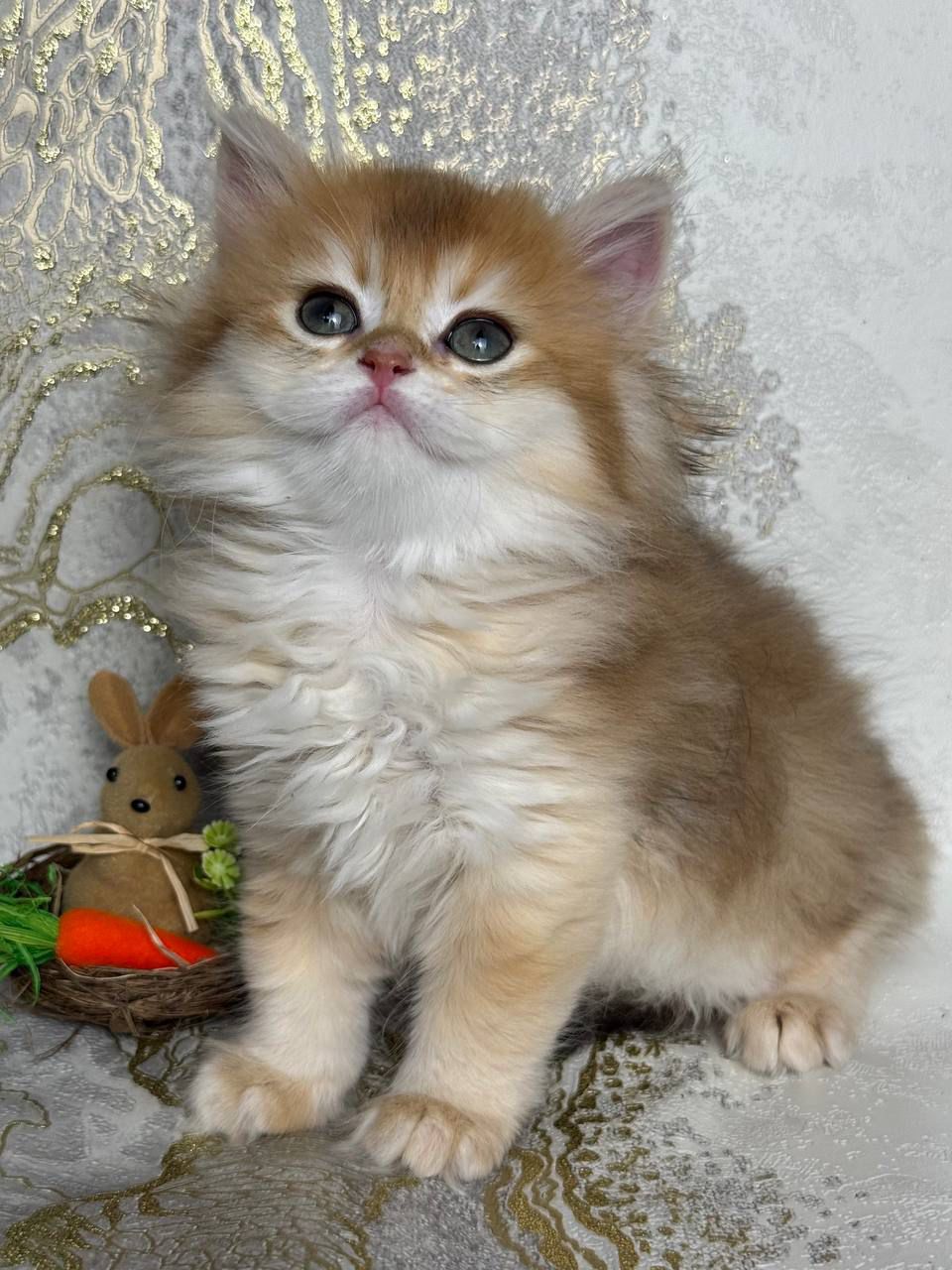 WhatsApp Image 2026-03-28 at 18.27.29 (1)