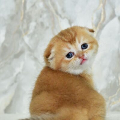 scottish fold