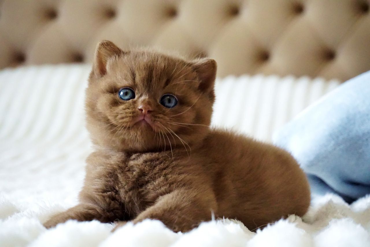 WhatsApp Image 2026-03-28 at 18.32.32 (4) british