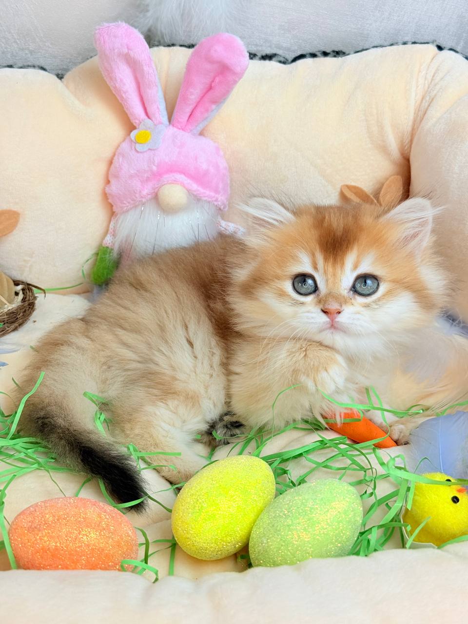 photo_2026-03-31_11-59-02