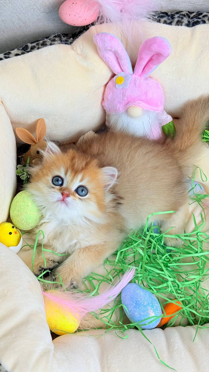 photo_2026-03-31_12-00-54