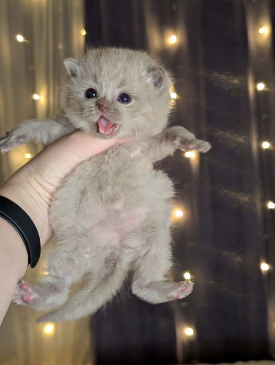 WhatsApp Image 2026-04-03 at 19.16.51