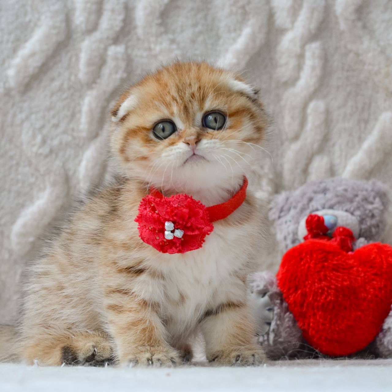 WhatsApp Image 2026-04-03 at 19.18.18 (2)