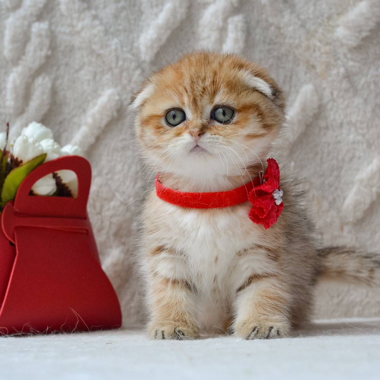 WhatsApp Image 2026-04-03 at 19.18.19 (1)