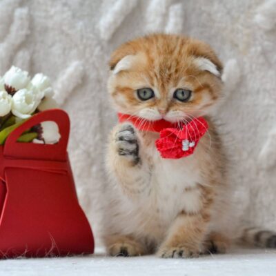 fold golden for sale nyc