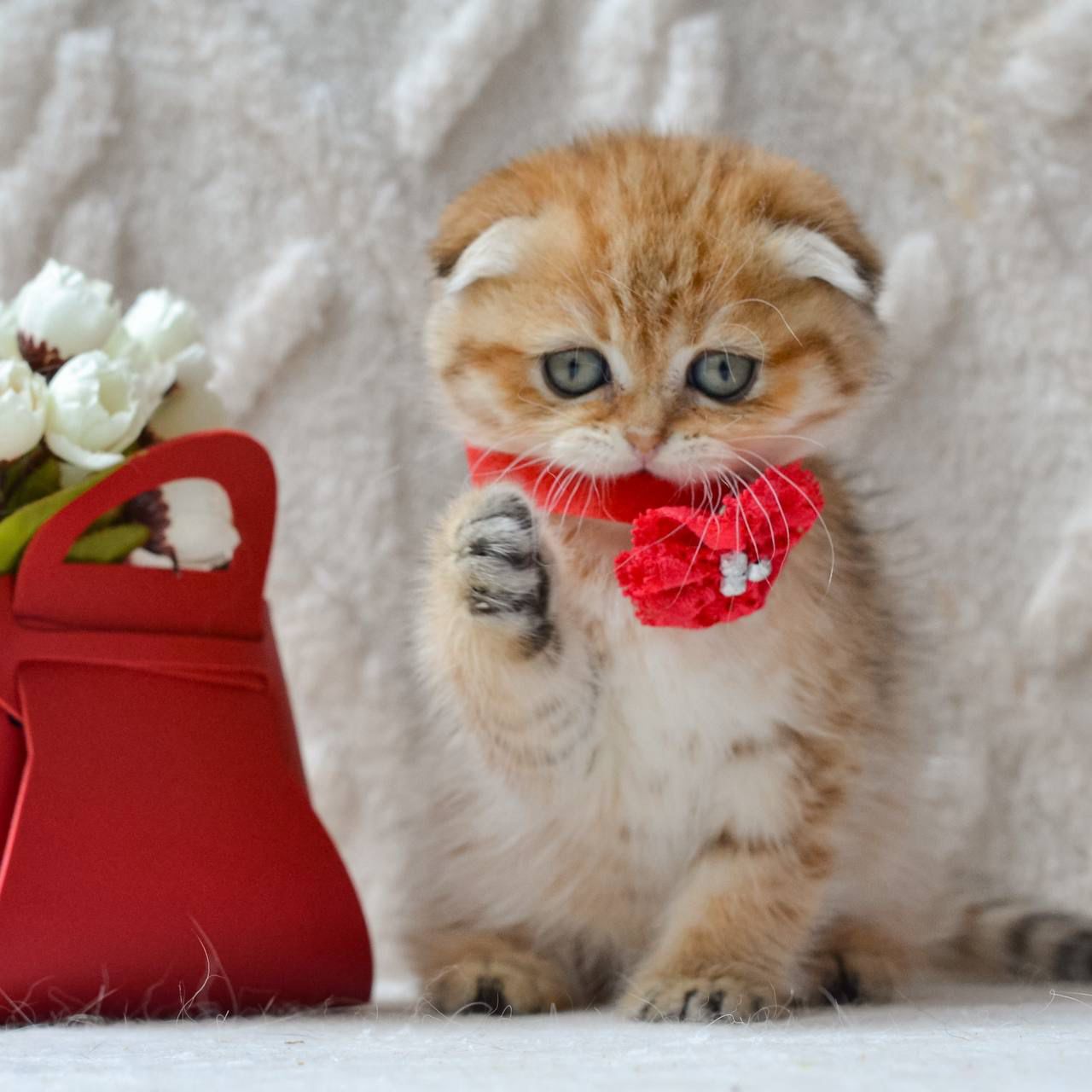 WhatsApp Image 2026-04-03 at 19.18.19 fold golden for sale nyc