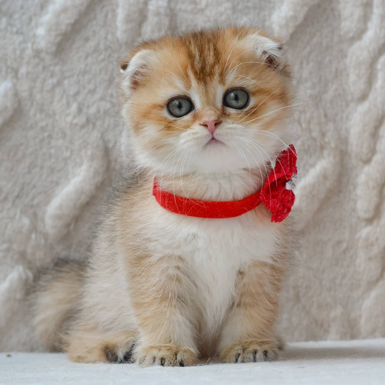 WhatsApp Image 2026-04-03 at 19.18.43 (1)