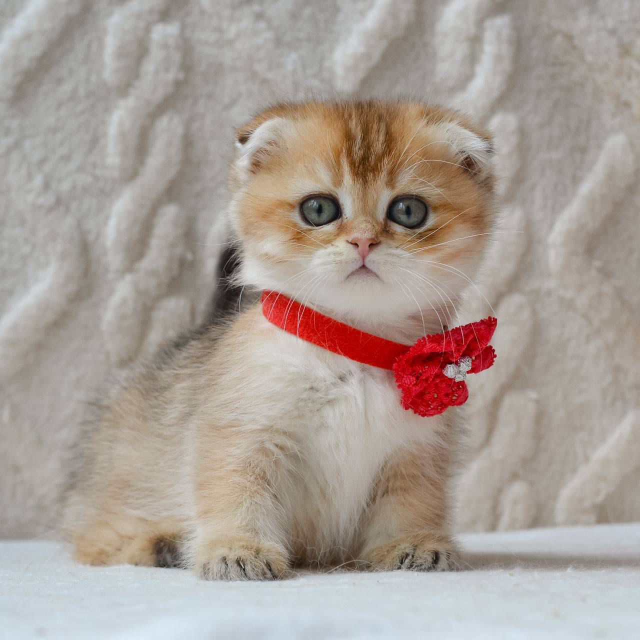 WhatsApp Image 2026-04-03 at 19.18.43 (2)