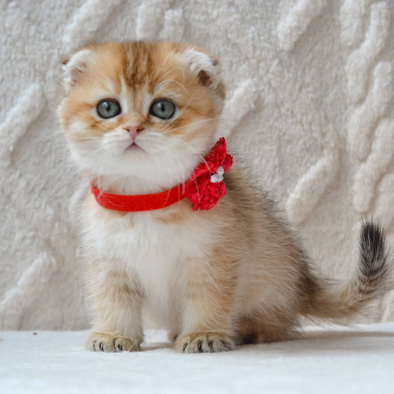 WhatsApp Image 2026-04-03 at 19.18.43 (5)