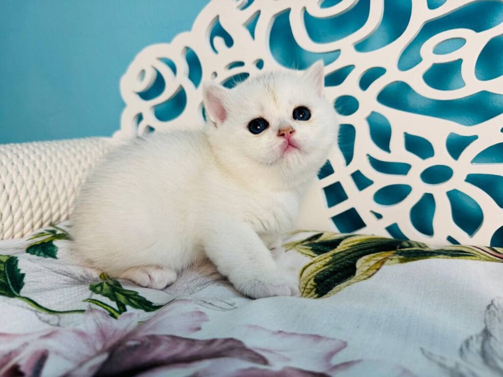 Teddy – Male