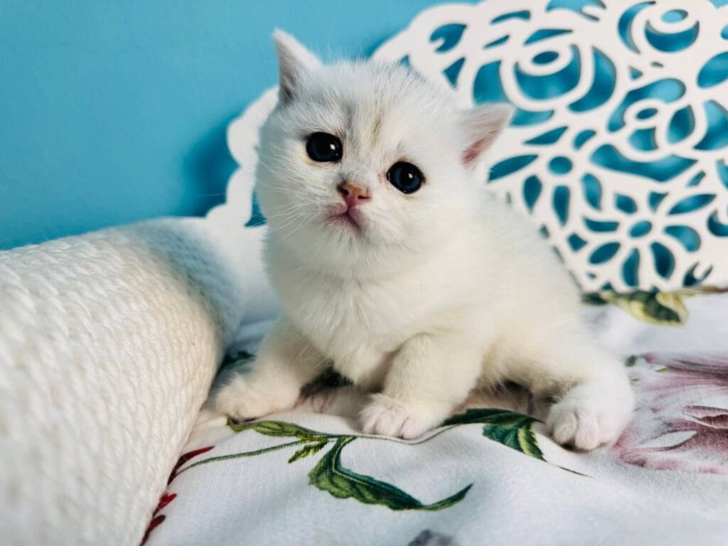 Teddy – Male