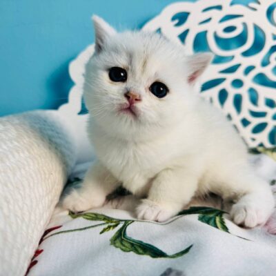 straigth cat blue eyes