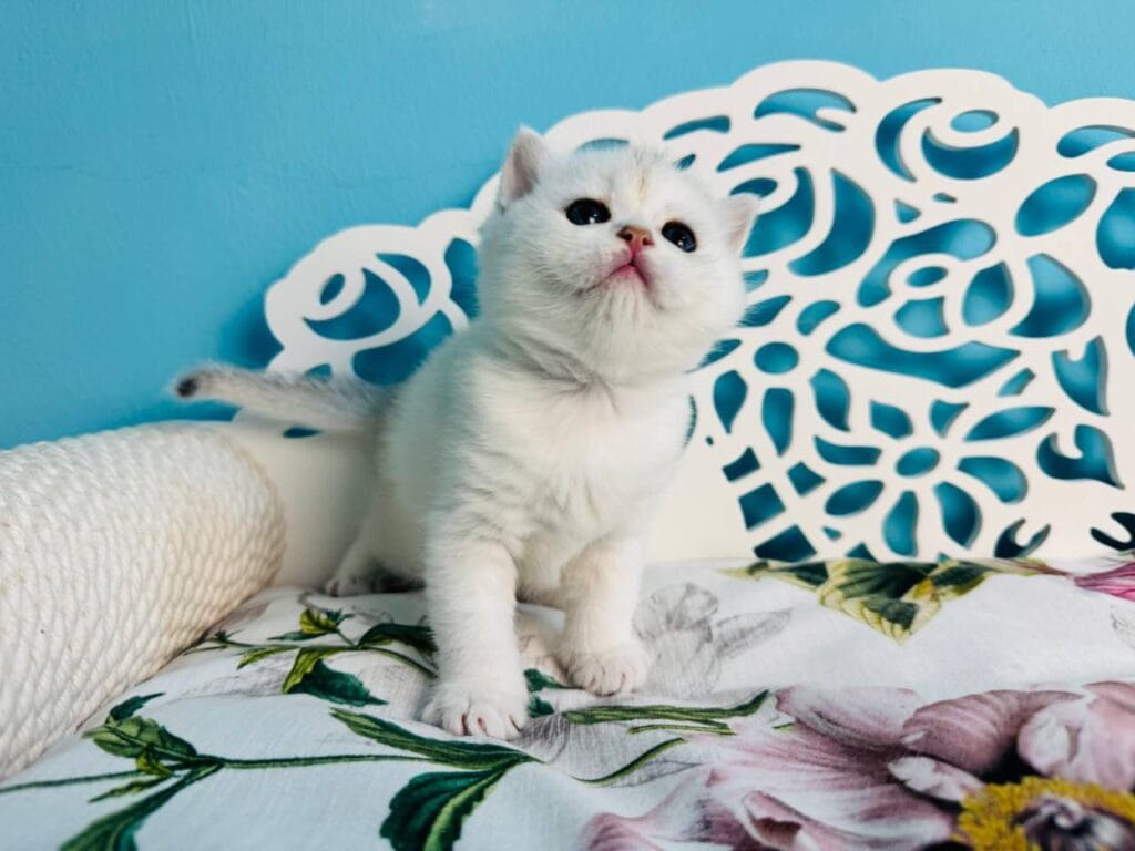 Teddy – Male