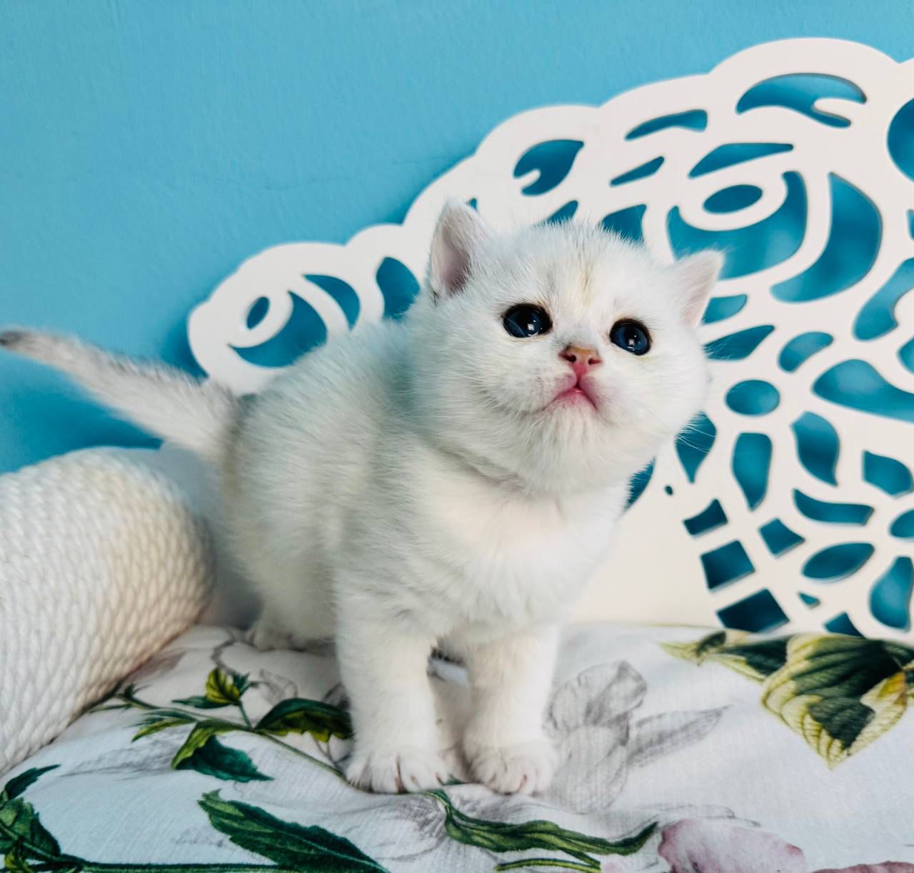 WhatsApp Image 2026-04-03 at 19.20.23