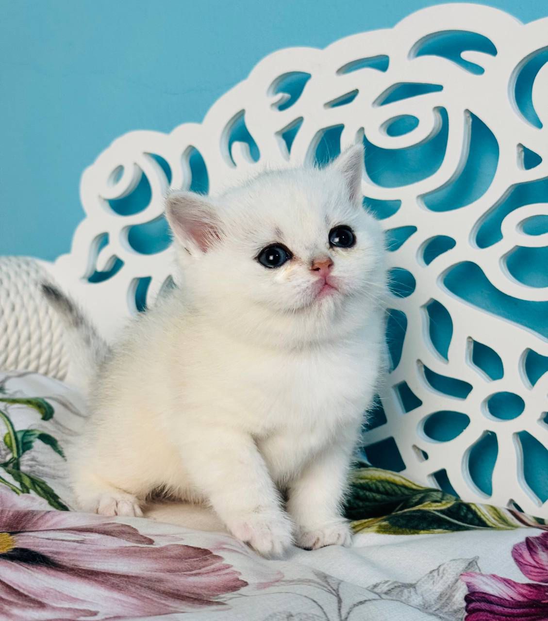 WhatsApp Image 2026-04-03 at 19.20.41 (1)