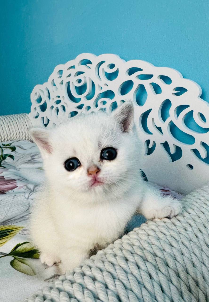 WhatsApp Image 2026-04-03 at 19.20.41