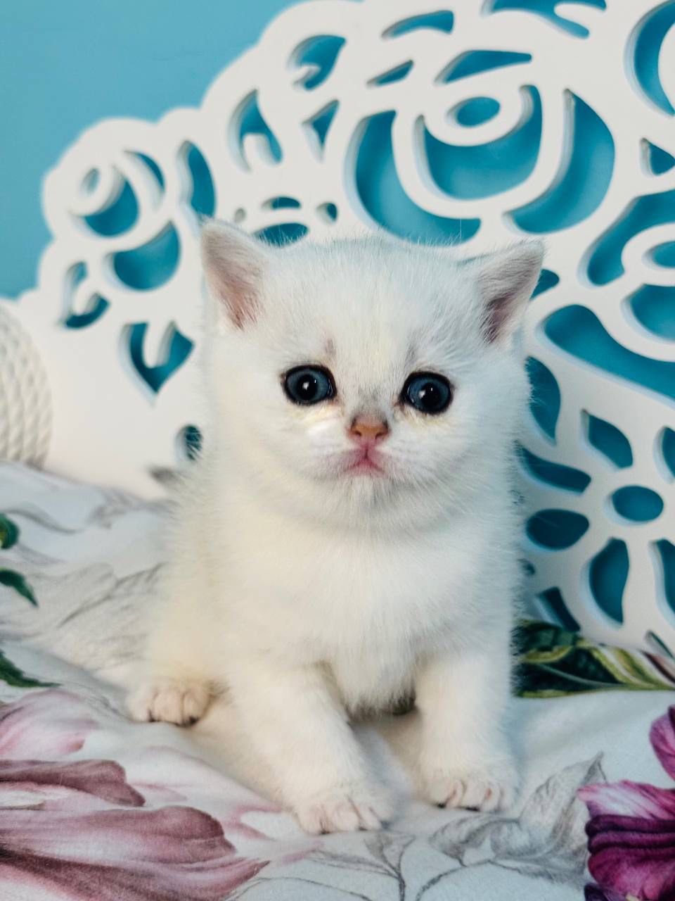 WhatsApp Image 2026-04-03 at 19.20.42 (1) scottish white