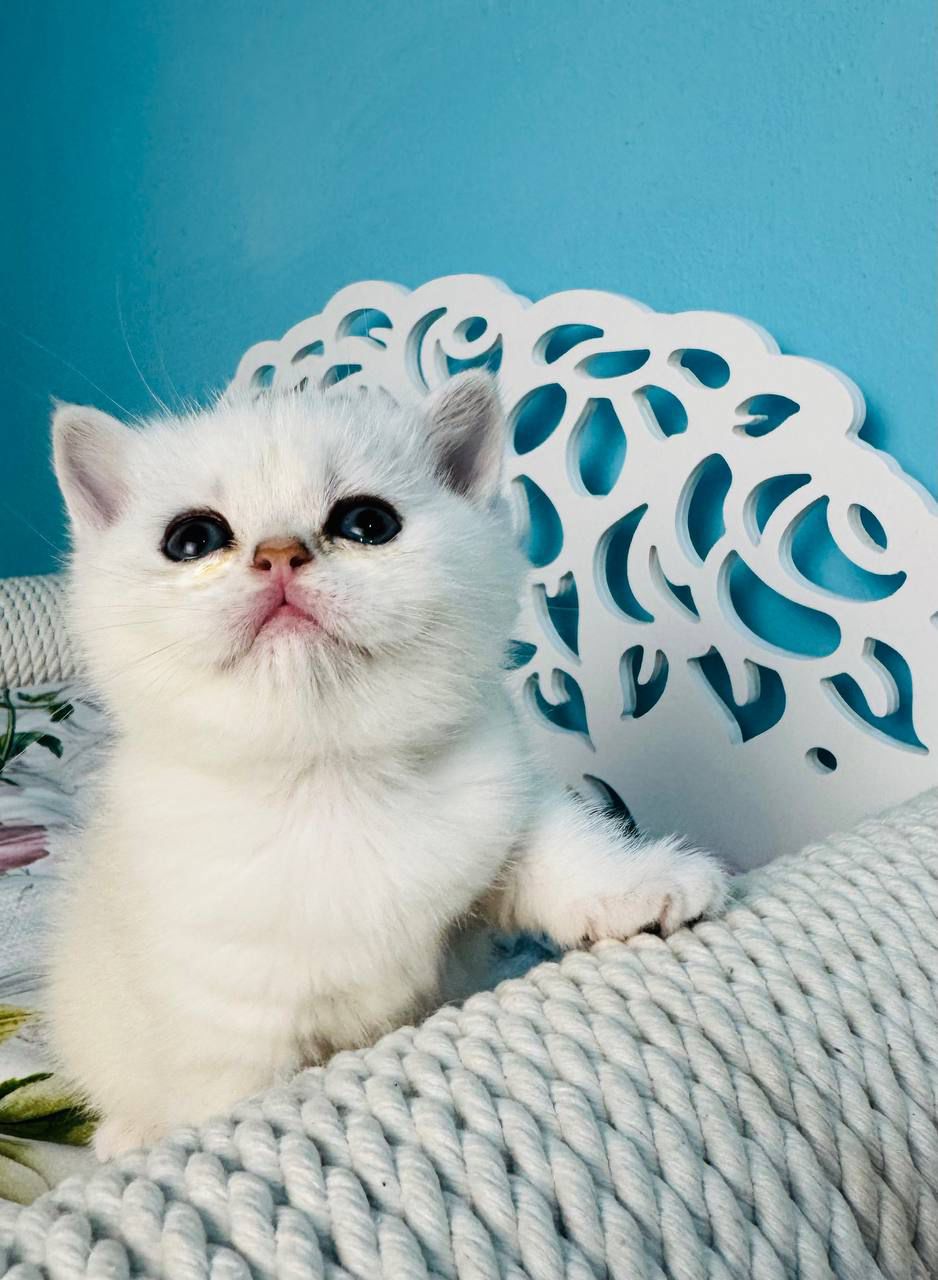 WhatsApp Image 2026-04-03 at 19.20.42 (2)