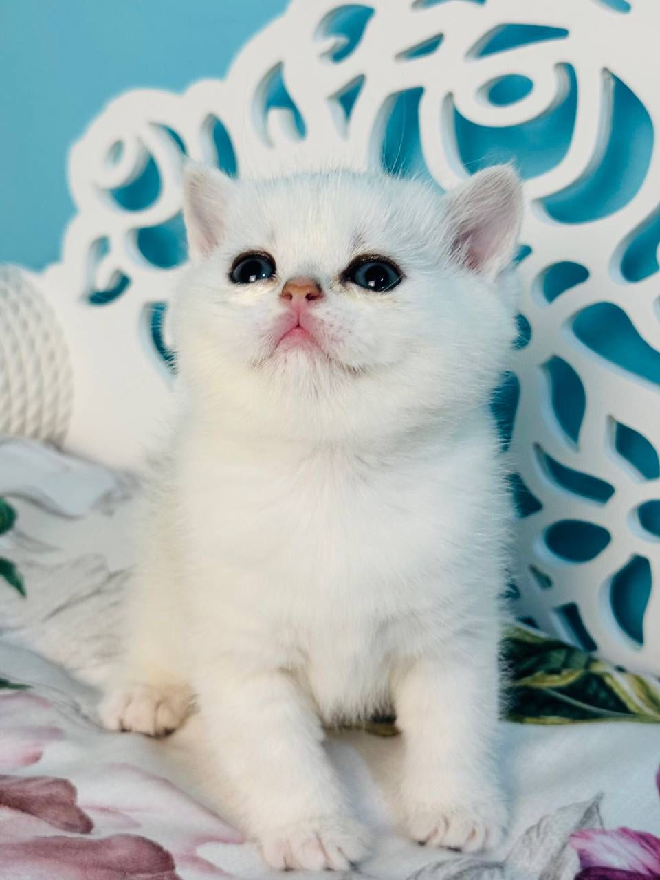 WhatsApp Image 2026-04-03 at 19.20.42 (3)