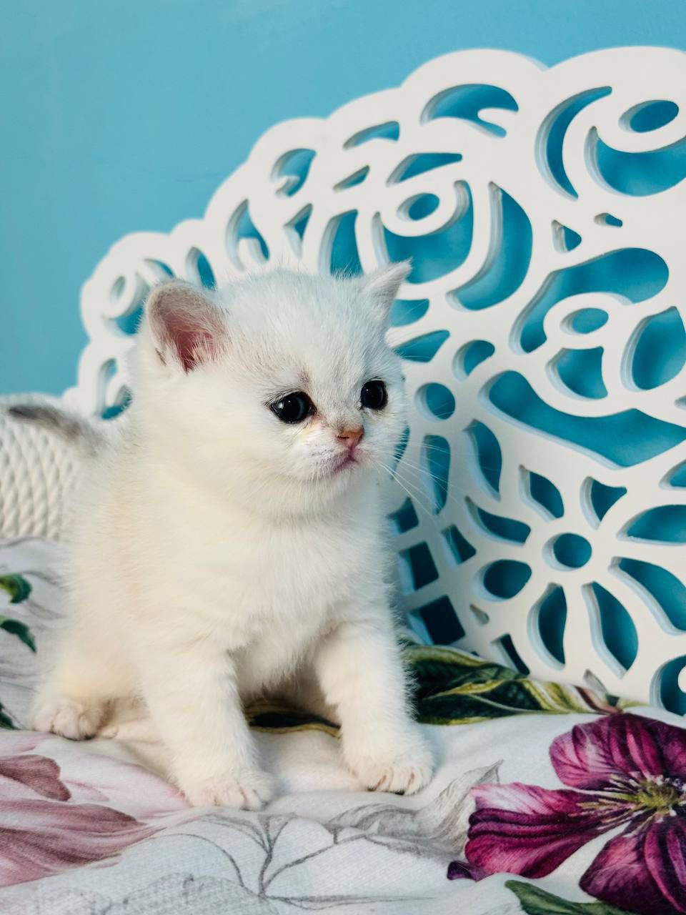 WhatsApp Image 2026-04-03 at 19.20.42