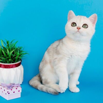 WhatsApp Image 2026-04-03 at 19.21.09 (1)