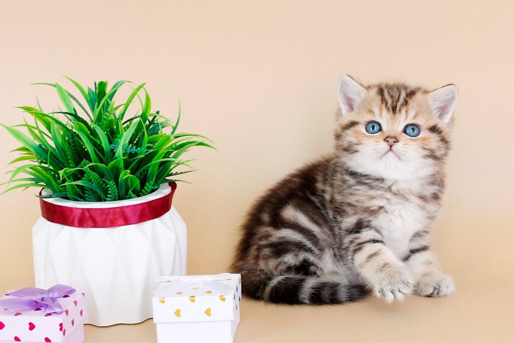 WhatsApp Image 2026-04-03 at 19.21.35