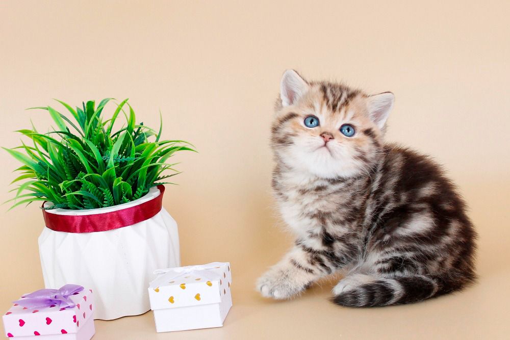 WhatsApp Image 2026-04-03 at 19.21.36 (1)