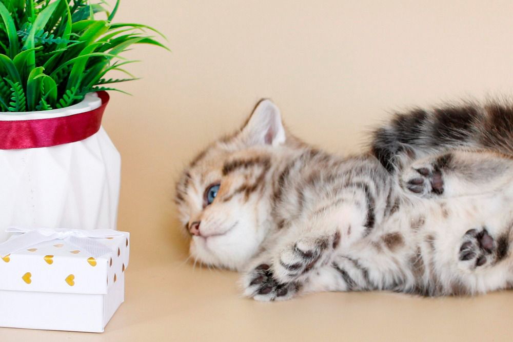 WhatsApp Image 2026-04-03 at 19.21.36 (2)