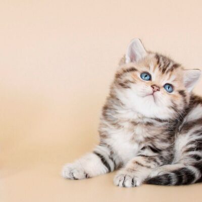 British cute for sale